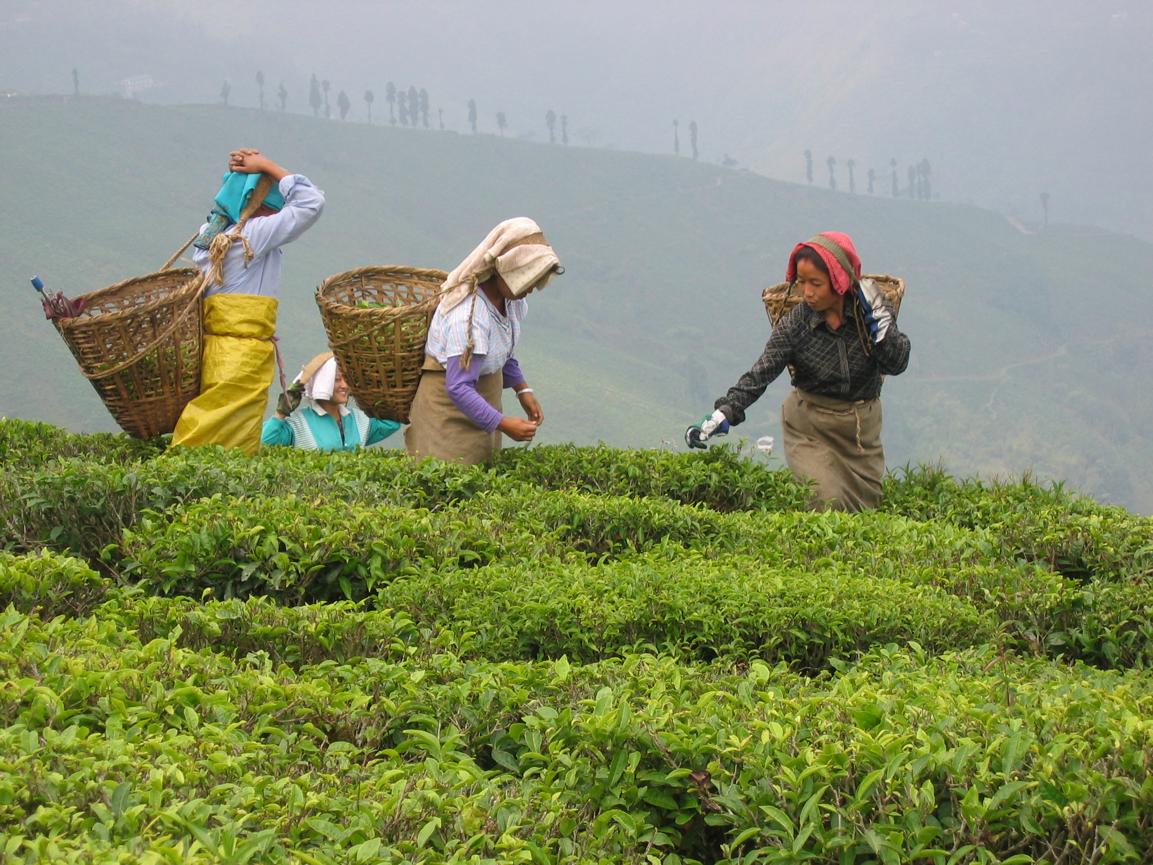 Tea requires delicate care Tea requires delicate care