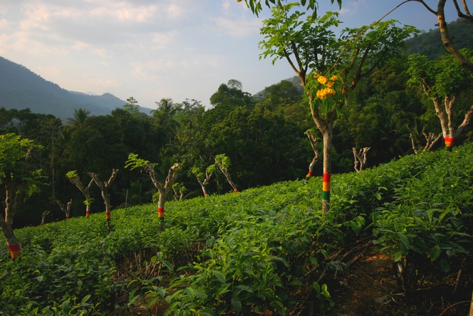 Tea trees looking like traffic lights Tea trees looking like traffic lights