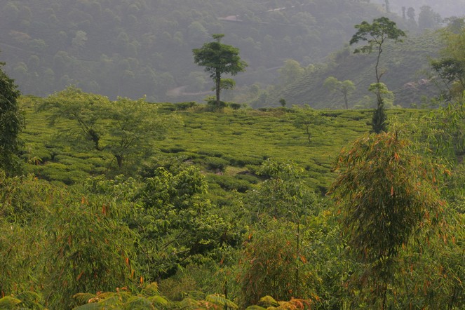 The autumn Darjeelings are arriving! The autumn Darjeelings are arriving!