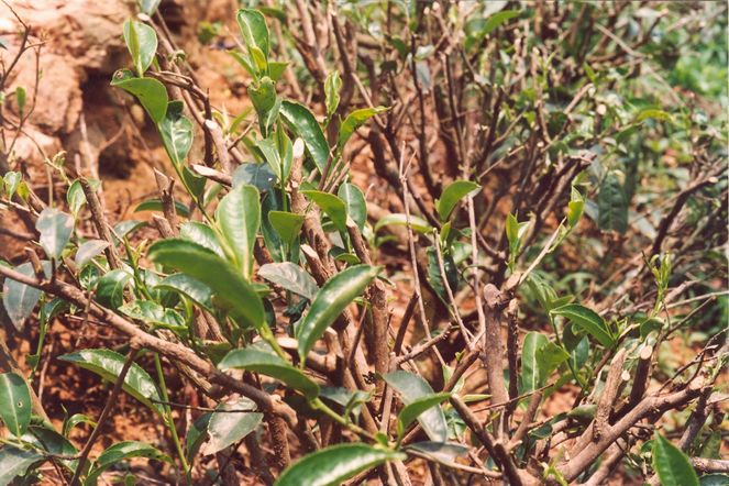 The attention paid to tea plants between autumn and spring The attention paid to tea plants between autumn and spring