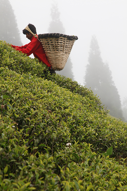 The finest teas in the world under the tree The finest teas in the world under the tree
