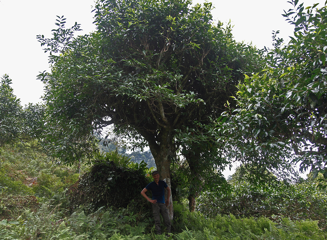 300 years old and it still has all its leaves 300 years old and it still has all its leaves