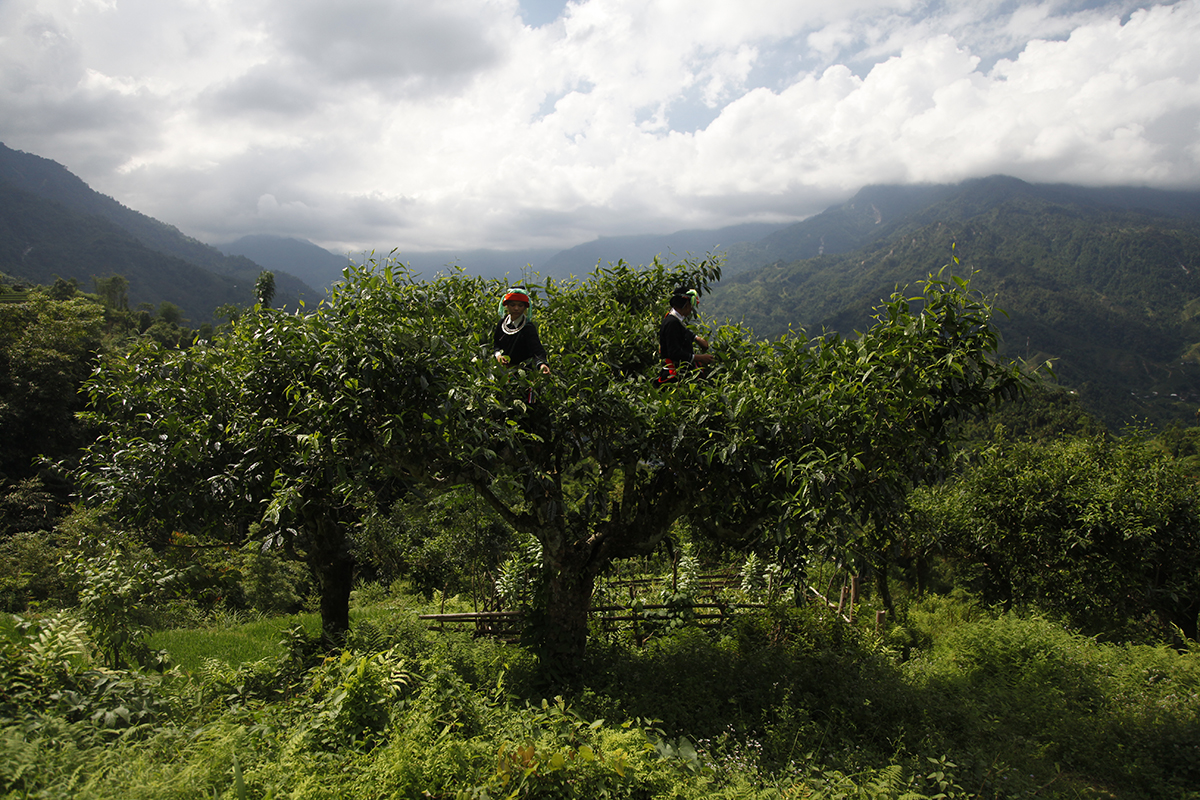 A mountain-top harvest A mountain-top harvest
