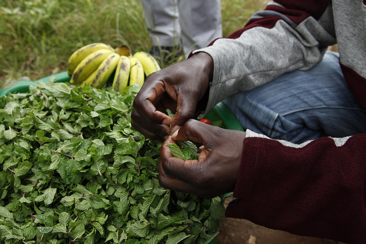 Farmers diversify their crops Farmers diversify their crops