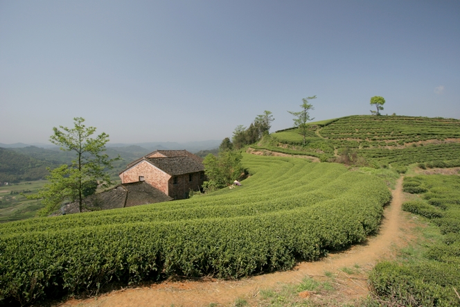 Rows of tea plants in Fuding