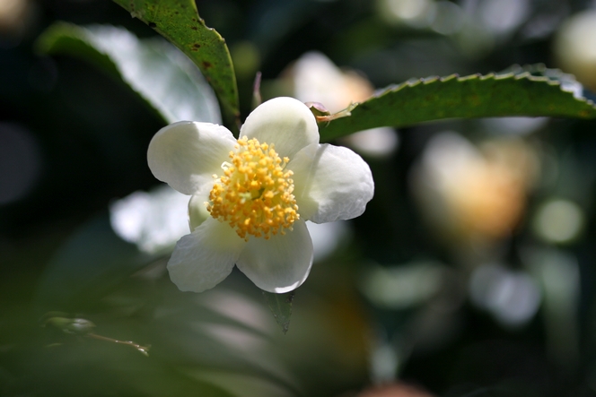 The tea flower looks like a camellia