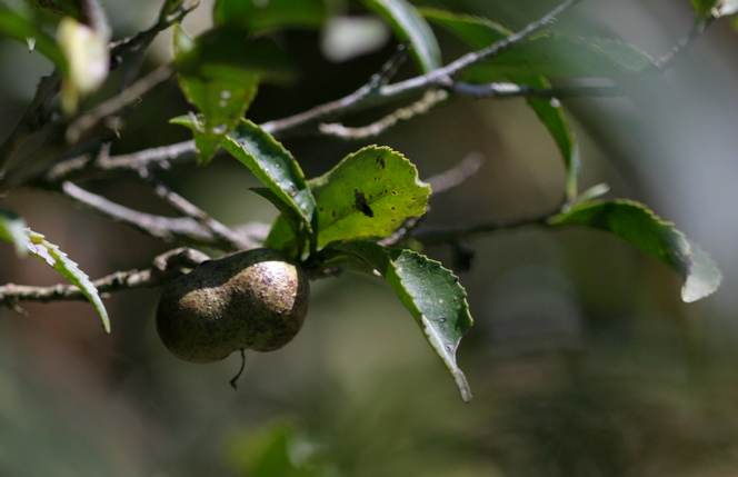 The seed of a tea plant, the seed of a blog