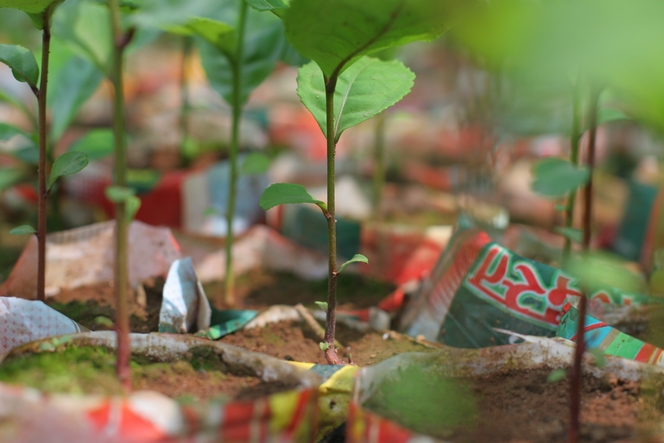 Growing the seed of a tea plant