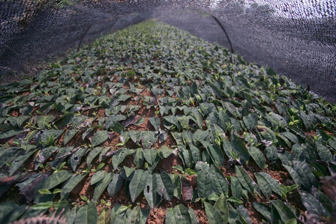 A nursery for young tea plants