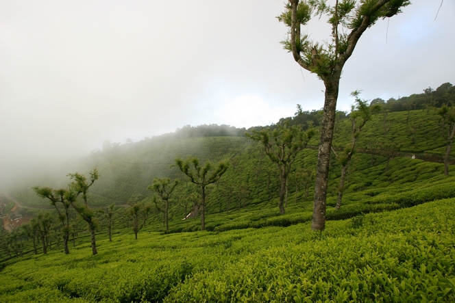 A tea plantation surrounded by mist