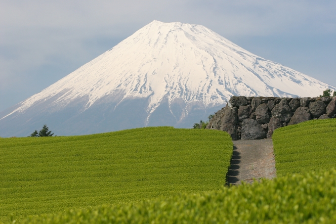 Tea plants around Mount Fuji Tea plants around Mount Fuji
