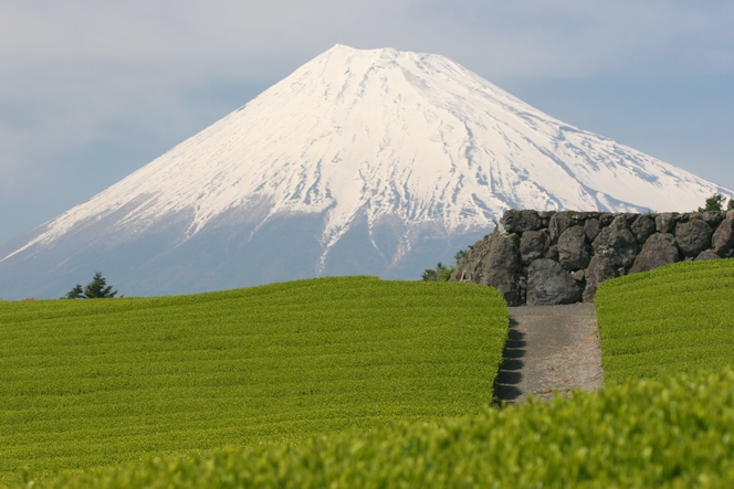 Tea plants around Mount Fuji