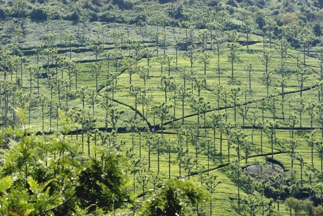 Protecting tea plants from the heat