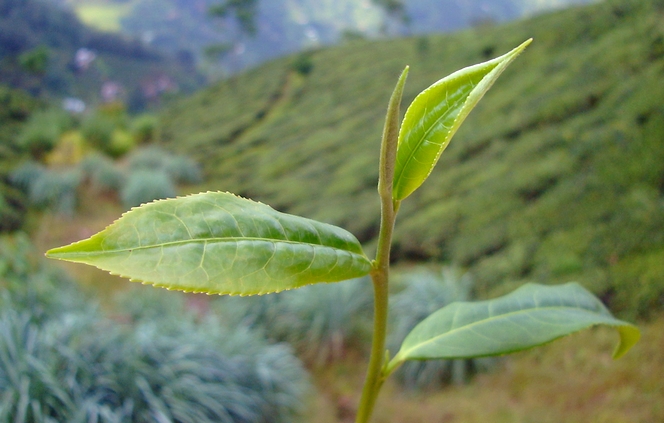 Tea bud and fine plucking