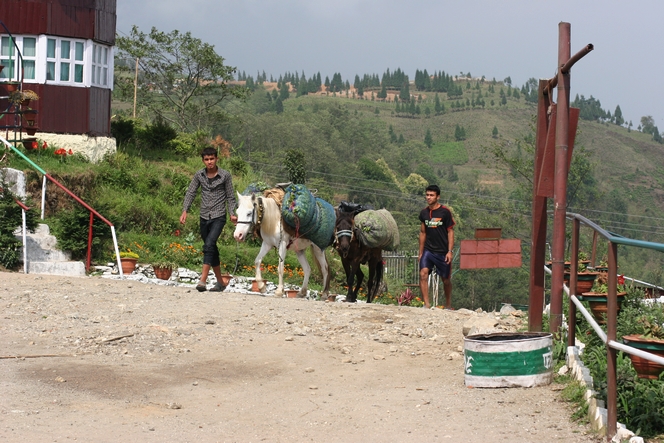 Horses can be a great help to transport tea