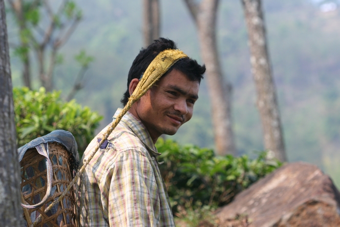 Tea plucking by men in Nepal