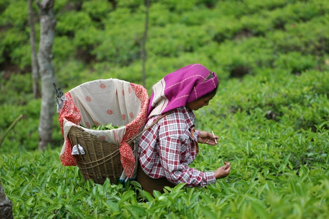 Tea pluckers harvest tea leaves with bamboo sticks