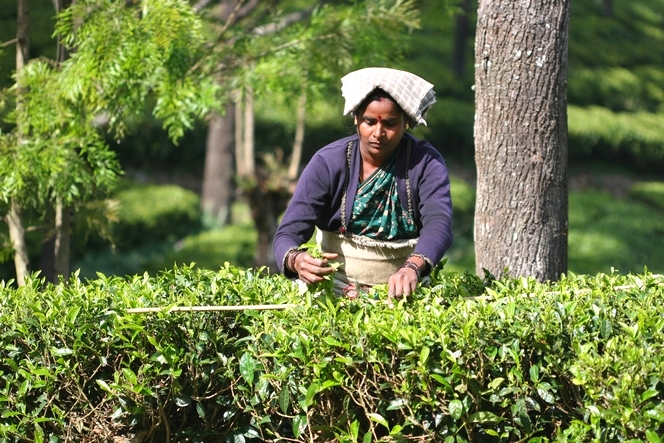 A clever trick to ensure a quality tea harvest