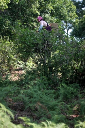 Harvesting Pu Er, a highly perilous work !