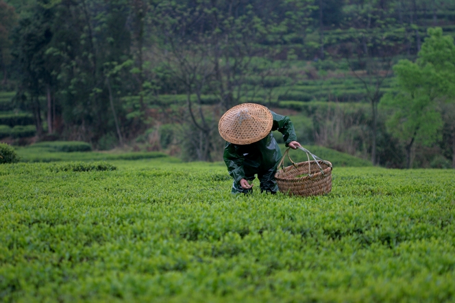 The tea tree is maintained at a convenient height