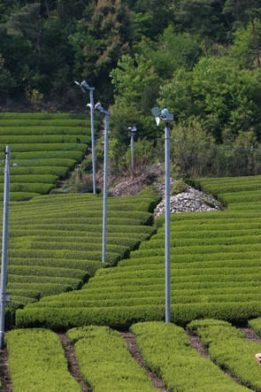 Fans in the tea fields Fans in the tea fields