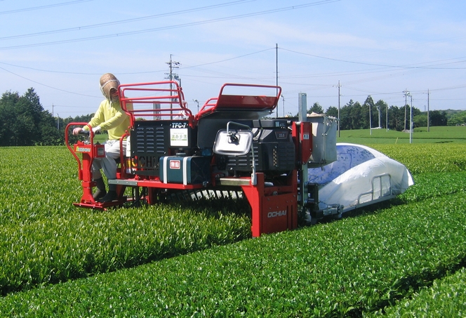 Tea harvesting is mechanized in Japan
