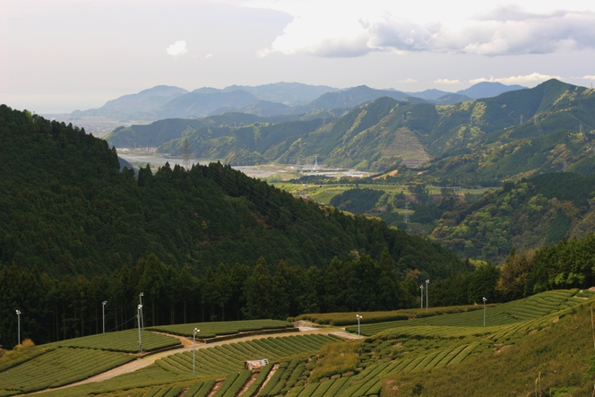 In Japan, the harvests of tea are also delayed