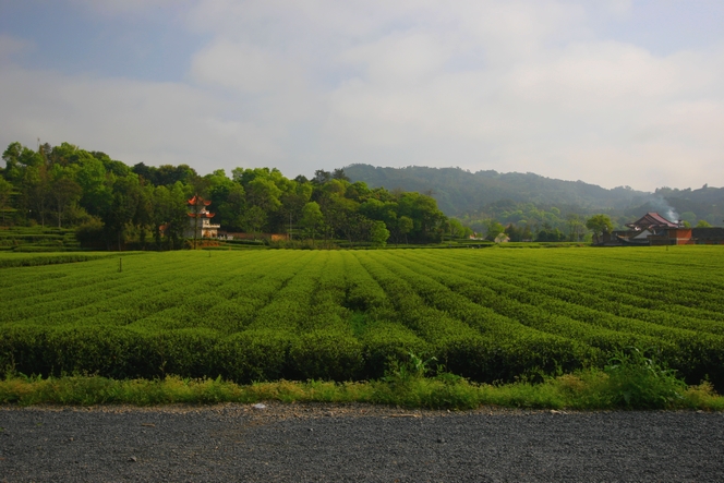 China, birthplace of tea