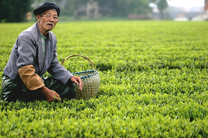 Tea pluckers like wearing a cloth tube around their arm