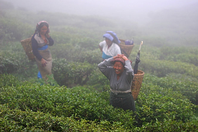 Tea pluckers in the mist of Badamtam