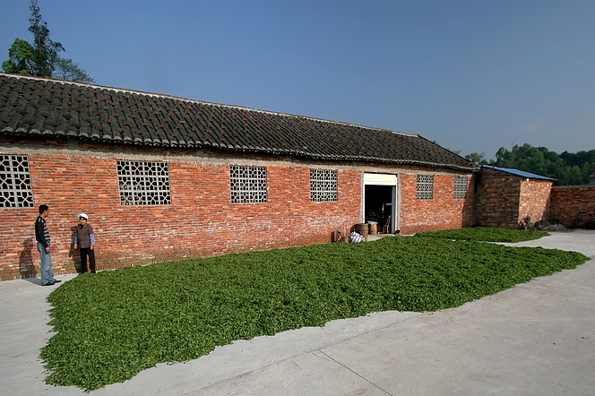 Green tea from a wide angle