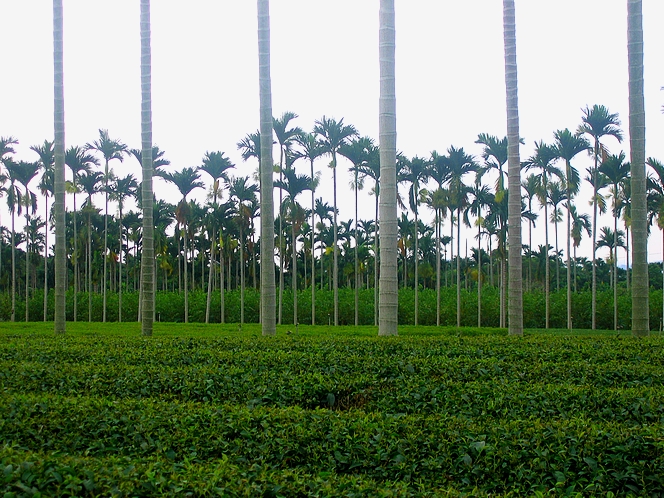 Under the palm trees of Nantou, Dong Ding tea