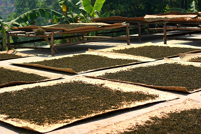 Xishuangbanna, celestial garden of Pu Er