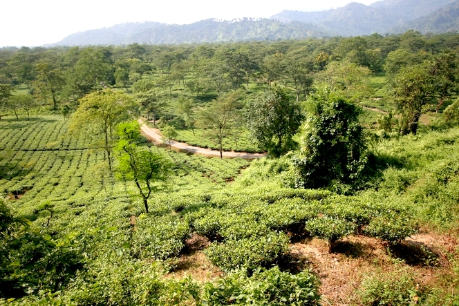 A beautiful landscape doesn’t always make a good tea