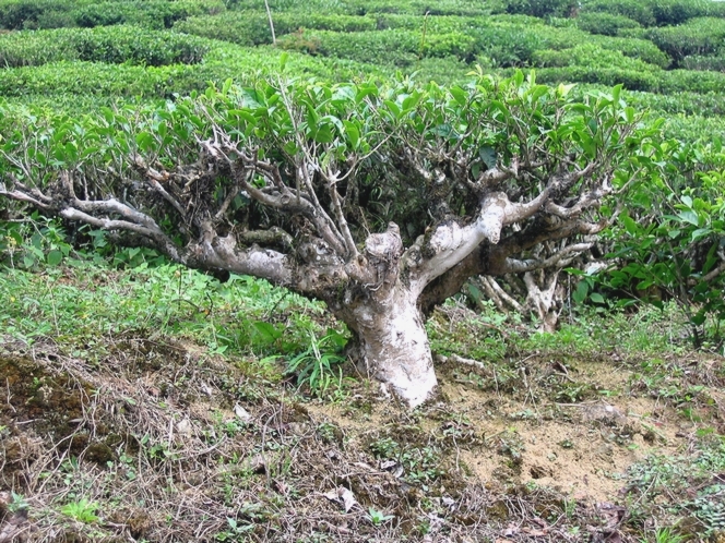 The tea plant looks like a bonsai