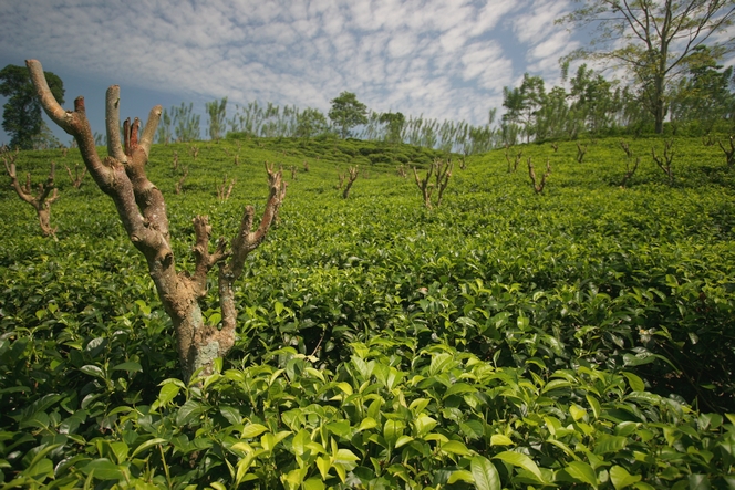 On a tea plantation, trees need to be pruned too