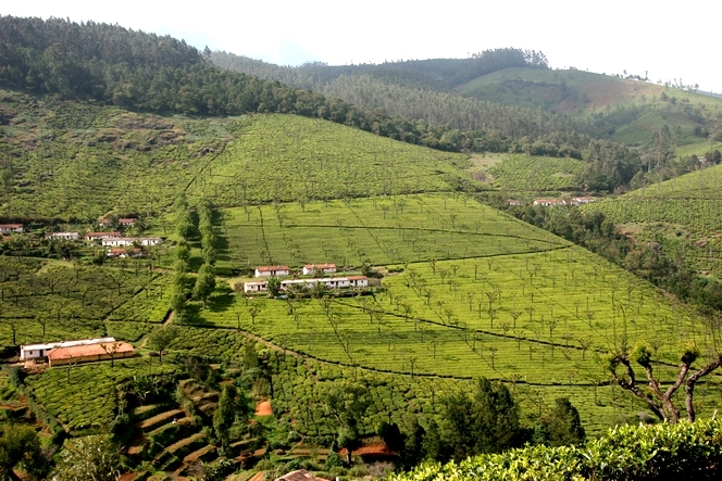 Tea plantations form small villages