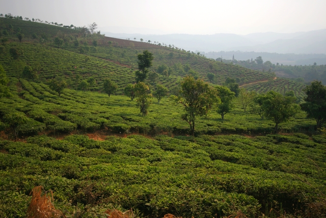 Deforestation: in Yunnan the danger is understood