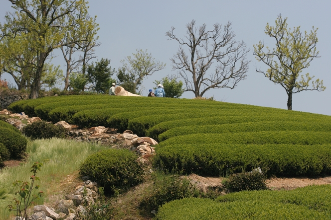 In Shizuoka, a festival is dedicated to green tea