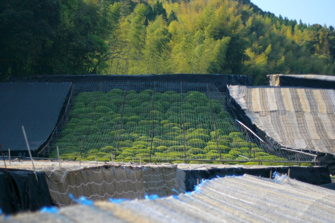 In Japan, some teas are deprived of light