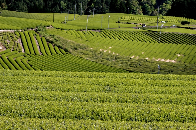 Rows of perfectly aligned tea plants in Japan