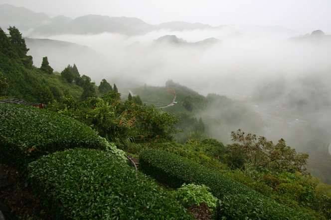 In Ryogôchi: high quality Gyokuro and Sencha teas