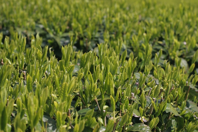 Yabukita: the most popular cultivar in Japan