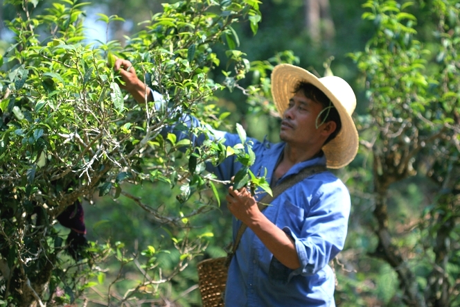 Semi-wild tea plants in Yunnan