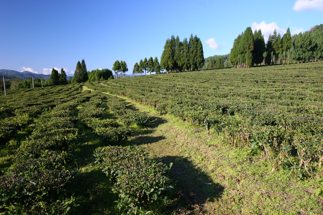 Yunnan also produces green teas