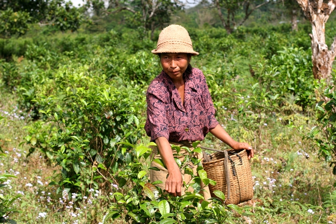 “Bourgeons du Laos” : a delicious fair-trade tea