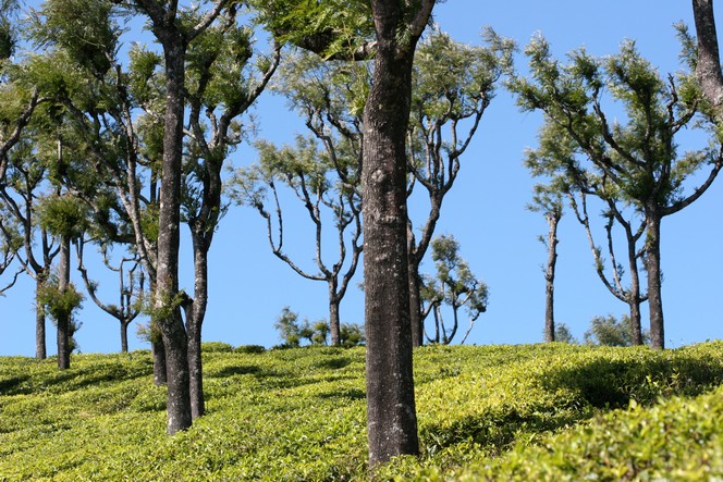 Tea plants under clear sky in Thiashola