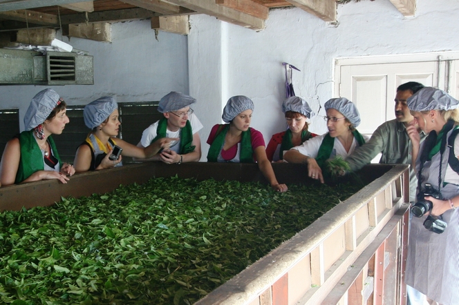 Le Palais des Thés team in Tomsong