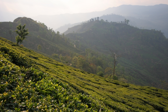 In Darjeeling, I have had to change my plans