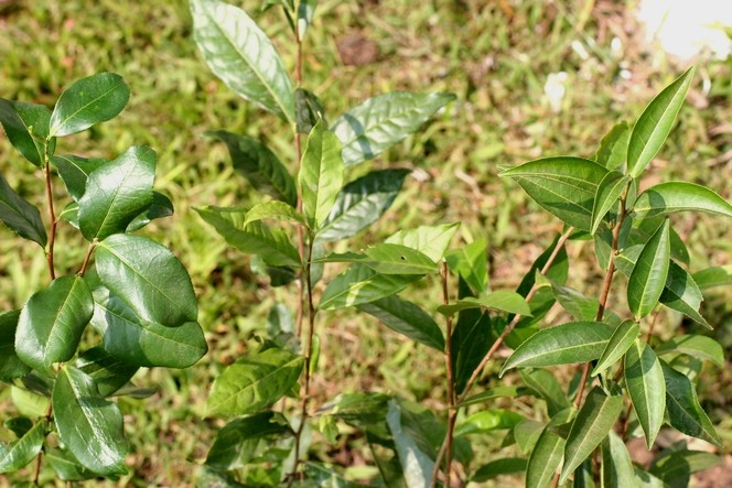B157, P312 and AV2 : three cultivars from Darjeeling